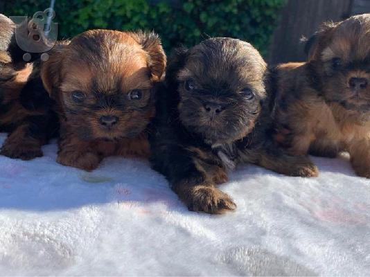 PoulaTo: Εκπληκτικά κουτάβια Shih Tzu.